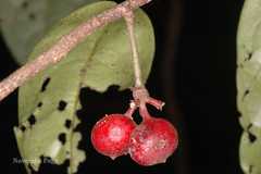 Phaeanthus malabaricus